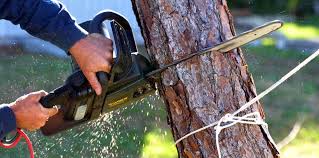 Best Tree Cabling and Bracing  in New London, CT