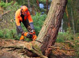 Best Fruit Tree Pruning  in New London, CT