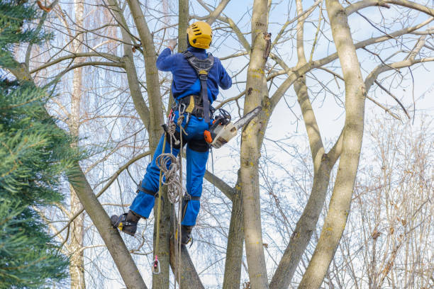 Best Tree Maintenance Programs  in New London, CT