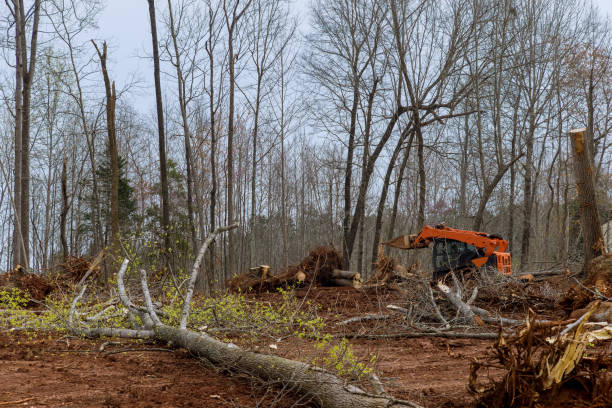  New London, CT Tree Care Pros