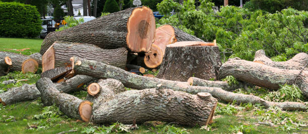 Best Tree Risk Assessment  in New London, CT