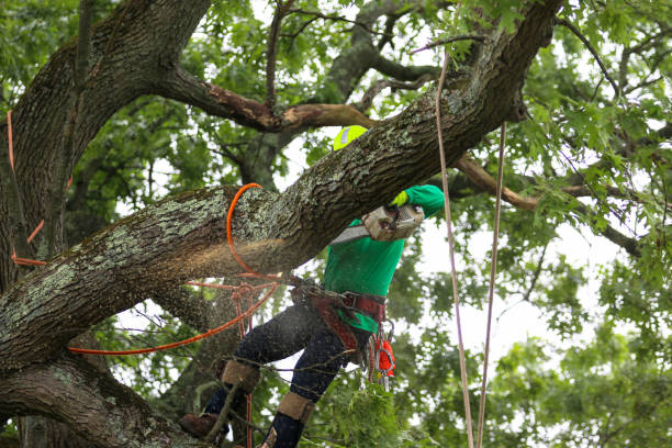 Best Tree Removal  in New London, CT