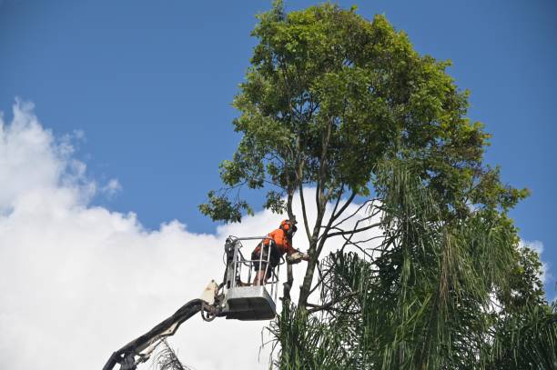 Best Tree and Shrub Care  in New London, CT