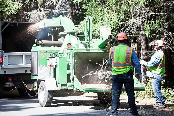 Best Emergency Tree Removal  in New London, CT