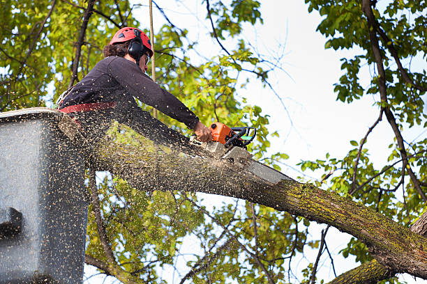 Best Lawn Watering Services  in New London, CT