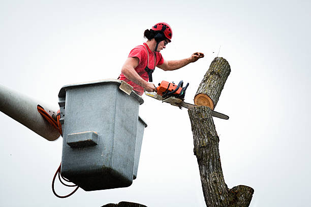 Best Stump Grinding and Removal  in New London, CT