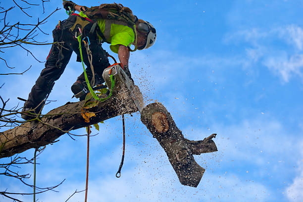 Best Commercial Tree Services  in New London, CT