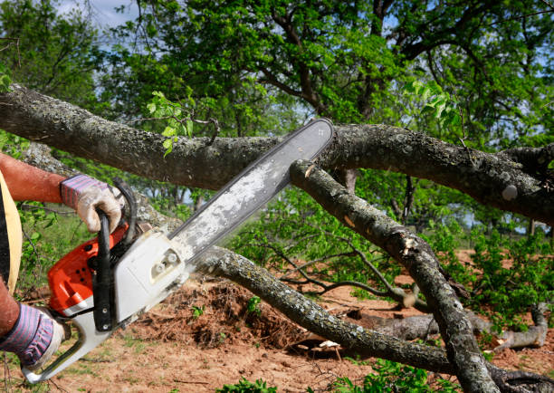 Trusted New London, CT Tree Care Experts