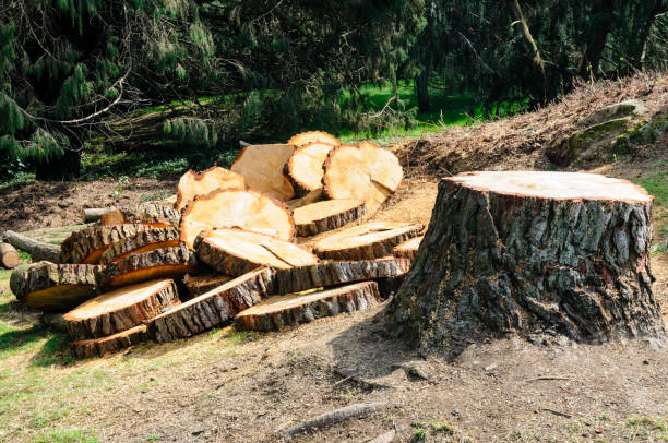 How Our Tree Care Process Works  in  New London, CT